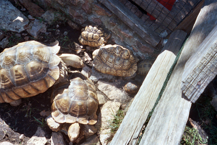 Shanon: Turtle Pile