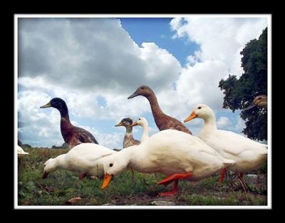 Ducks, Foldhill Lane, Martock
