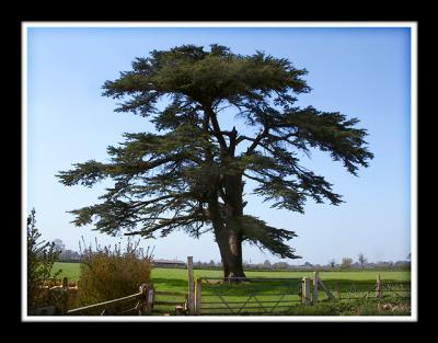 The old cedar tree, Martock (2175)