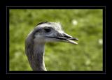 Emu says hello