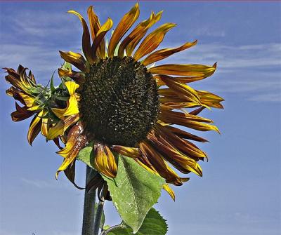 Dungeness--Sunflowers #1