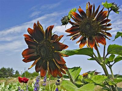 Dungeness--Sunflowers #5