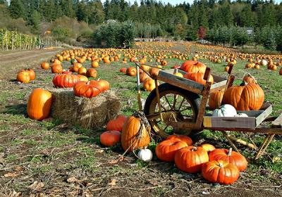 Autumn Crop