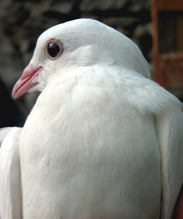  a  quiet white dove