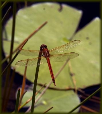 needham's skimmer - male