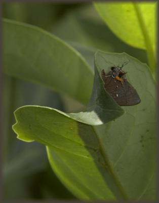 hairstreak