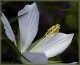 swamp mallow