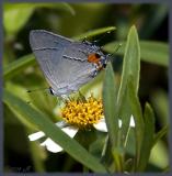 hairstreak