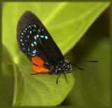 atala