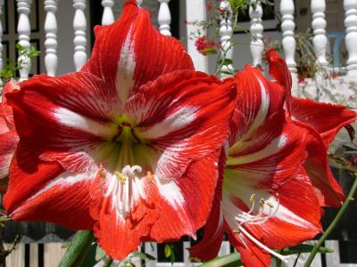 Red & white flower