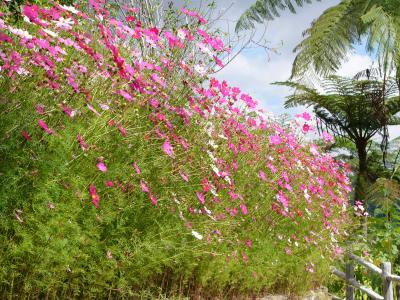 Pink flowers