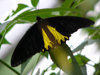 Another wonderful butterfly