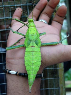 Giant cricket