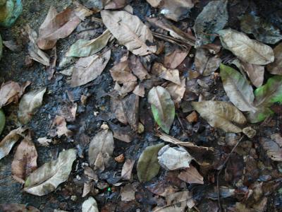 Can you find the leaf frog?