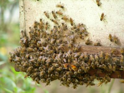 Small (thank goodness) honey bees