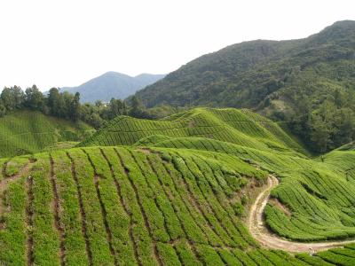 Rows and rows of tea bushes