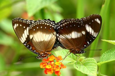 Mating Great Eggflies