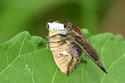 Robberfly with Pea Blue prey