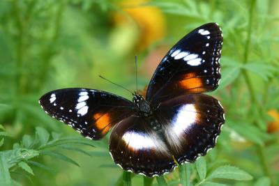 Great Eggfly