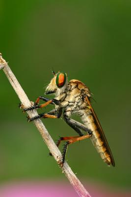 Robberfly