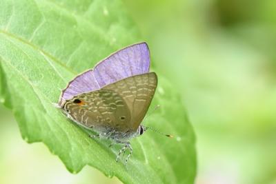 Anthene lycaenina miya