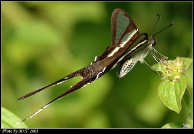 P White Dragontail (Lamproptera curius)