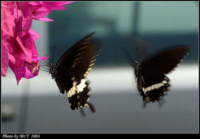 ɱa Common Mormon (Papilio polytes)