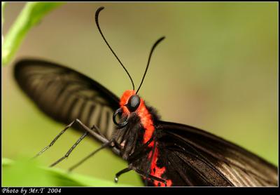 ] Common Rose (Pachliopta aristolochiae)