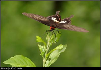 ] Common Rose (Pachliopta aristolochiae)