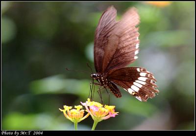ɱa Common Mormon (Papilio polytes)
