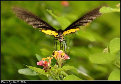 n Common Birdwing (Troides helena)
