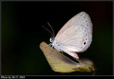 Wǽ Small Grass Blue (Famegana alsulus)