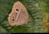 ܲ South China Bush Brown (Mycalesis panthaka)