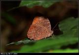 ڻǲ Dark Evening Brown (Melanitis phedima)