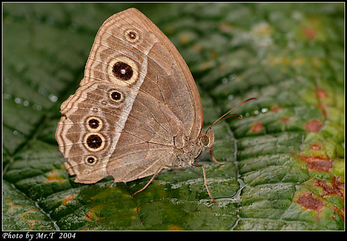 ܲ South China Bush Brown (Mycalesis panthaka)