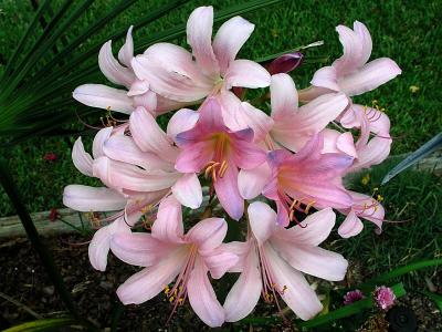 Pink Surprise Lily