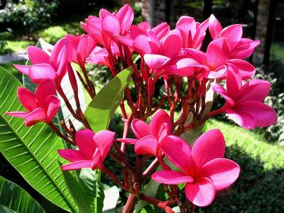 Plumeria