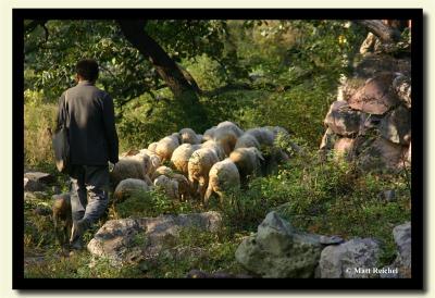 Sheep Hearder