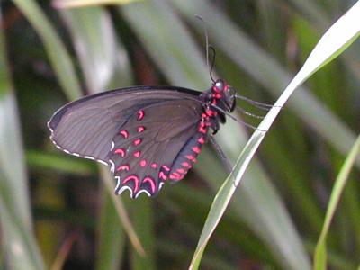 u34/mrtea630/medium/22384543.Butterflies9152003SertomaButterflyHouseRoseBatwing.jpg