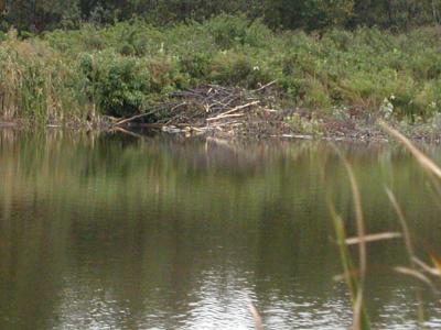 9-17-2003 In Helca Island,  park Canada Beaver dam going to second lookout 1.JPG