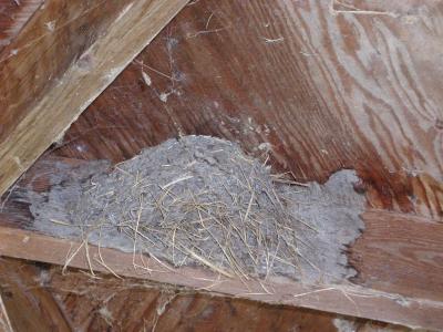 9-17-2003 In Helca Island,  park Canada bird nest in second lookout ..1.JPG