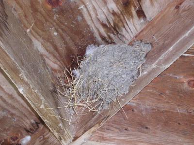 9-17-2003 In Helca Island,  park Canada bird nest in second lookout ..2.JPG