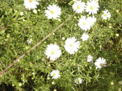 9-25-2003 Flowers in Ar. scenic drive rd. 3.JPG