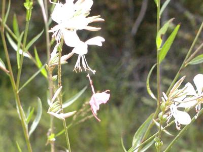 9-25-2003 Flowers in Ar. scenic drive rd..JPG