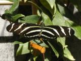 9-15-2003 Sertoma Butterfly House Zebra Longwing 2.JPG