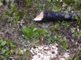 9-17-2003 In Helca Island,  park Canada ....beaver work to build there dams .. 1.JPG