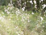 9-25-2003 Flowers in Ar. scenic drive rd. 2.JPG