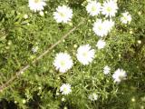 9-25-2003 Flowers in Ar. scenic drive rd. 3.JPG