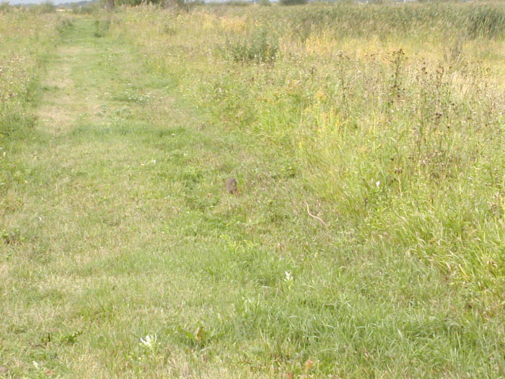 9-17-2003 In Helca Island,  park Canada  black ferret second lookout.JPG