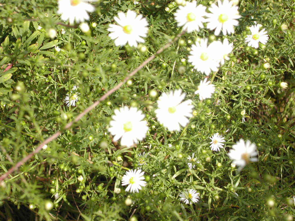 9-25-2003 Flowers in Ar. scenic drive rd. 3.JPG